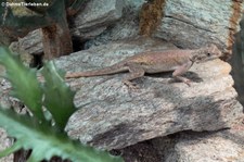 Siedleragame (Agama agama) im Zoo Leipzig