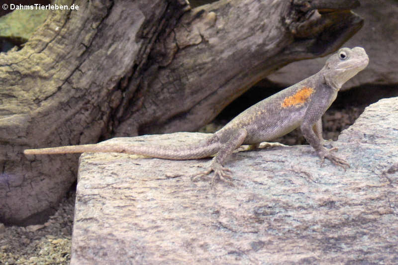 Agama agama-1