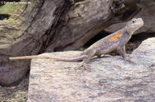 Siedleragame (Agama agama) im Zoo Leipzig