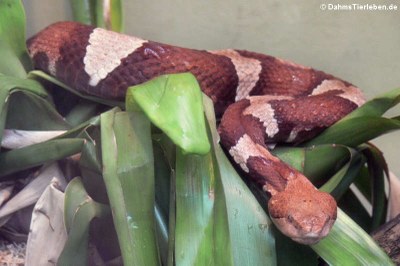 Breitband-Kupferkopf (Agkistrodon laticinctus)