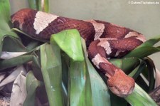 Breitband-Kupferkopf (Agkistrodon laticinctus) im Zoo Leipzig