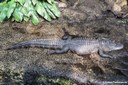 Alligator mississippiensis