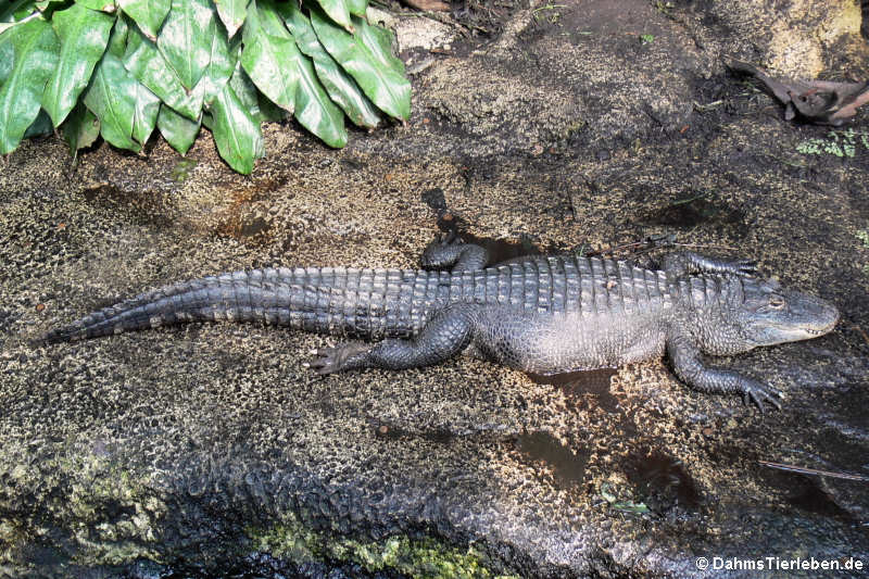 Mississippi-Alligator (Alligator mississippiensis)