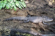 Mississippi-Alligator oder Hechtalligator (Alligator mississippiensis) im Zoo Leipzig
