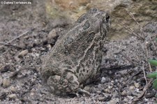 Präriekröte (Anaxyrus cognatus) im Zoo Leipzig