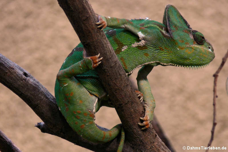 Jemenchamäleon (Chamaeleo calyptratus)