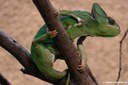 Chamaeleo calyptratus