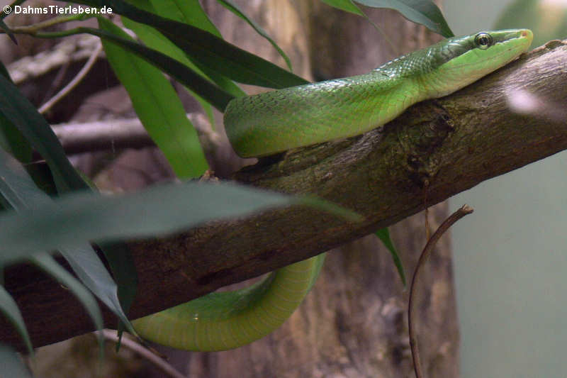 Spitzkopfnatter (Gonyosoma oxycephalum)