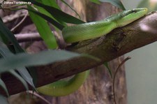 Spitzkopfnatter (Gonyosoma oxycephalum) im Zoo Leipzig