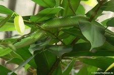 Spitzkopfnatter (Gonyosoma oxycephalum) im Zoo Leipzig