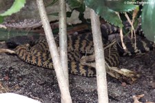 Ringhalskobra (Hemachatus haemachatus) im Zoo Leipzig