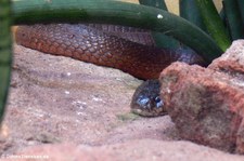 Mosambik-Speikobra (Naja mossambica) im Zoo Leipzig