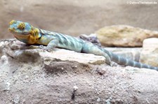 Blauer Felsenleguan (Petrosaurus thalassinus) im Zoo Leipzig