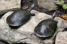 Terekay-Schienenschildkröten (Podocnemis unifilis) im Zoo Leipzig