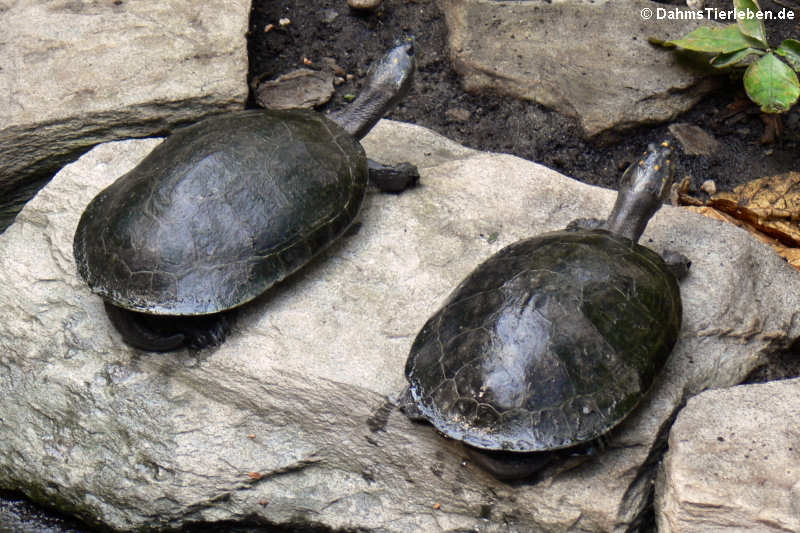 Terekay-Schienenschildkröten (Podocnemis unifilis)