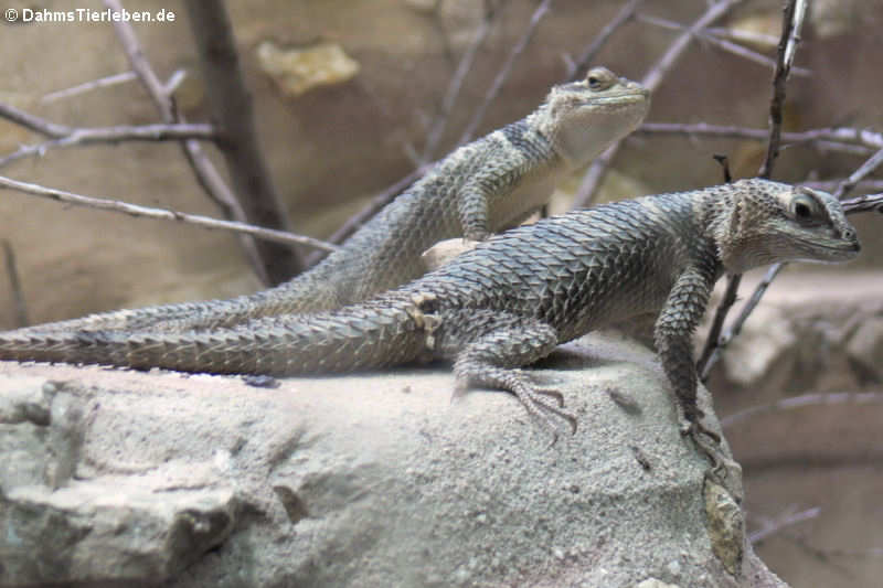 Blaue Stachelleguane (Sceloporus cyanogenys)