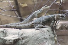 Blauer Stachelleguan (Sceloporus cyanogenys) im Zoo Leipzig