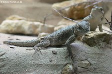 Blaue Stachelleguane (Sceloporus cyanogenys) im Zoo Leipzig