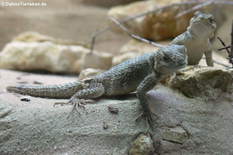 Sceloporus cyanogenys