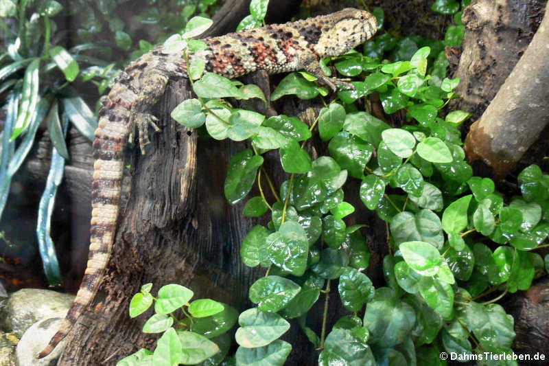 Chinesische Krokodilschwanzechse (Shinisaurus crocodilurus)