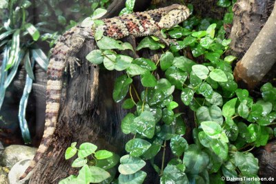 Chinesische Krokodilschwanzechse (Shinisaurus crocodilurus)