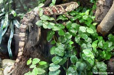 Krokodilschwanzechse (Shinisaurus crocodilurus) im Zoo Leipzig