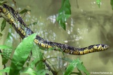 Hühnerfresser (Spilotes pullatus) im Zoo Leipzig