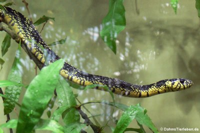Hühnerfresser (Spilotes pullatus)