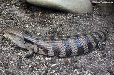 Gewöhnlicher Blauzungenskink (Tiliqua scincoides) im TerraZoo Rheinberg