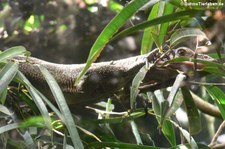 Sepik-Waran (Varanus jobiensis) im Zoo Leipzig