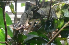 Sepik-Waran (Varanus jobiensis) im Zoo Leipzig