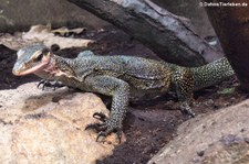 Sepik-Waran (Varanus jobiensis) im Zoo Leipzig