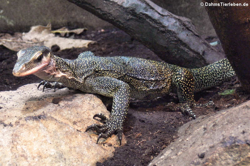 Sepik-Waran (Varanus jobiensis)