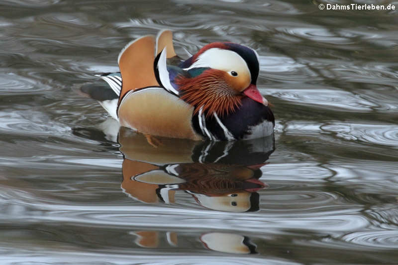 Männliche Mandarinente (Aix galericulata)