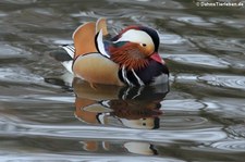 männliche Mandarinente (Aix galericulata) im Lindenthaler Tierpark, Köln