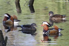 Mandarinenten (Aix galericulata) im Lindenthaler Tierpark, Köln