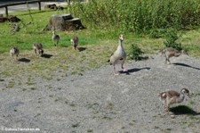 Nilgans (Alopochen aegyptiaca) im Lindenthaler Tierpark