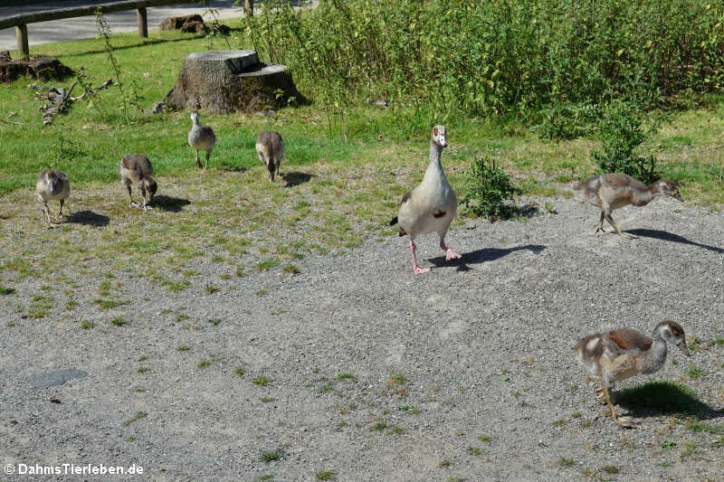 Nilgans (Alopochen aegyptiaca)