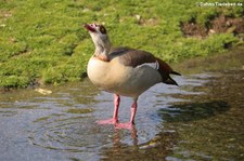 Nilgans (Alopochen aegyptiaca) im Lindenthaler Tierpark