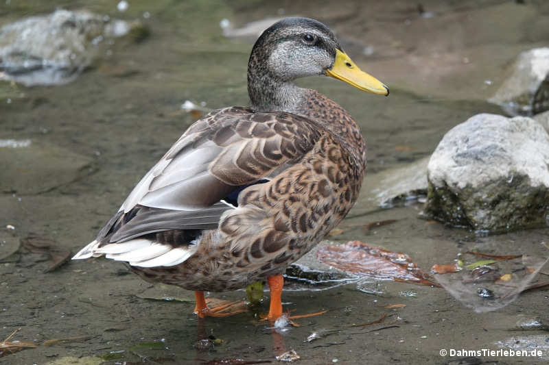 Stockente-4