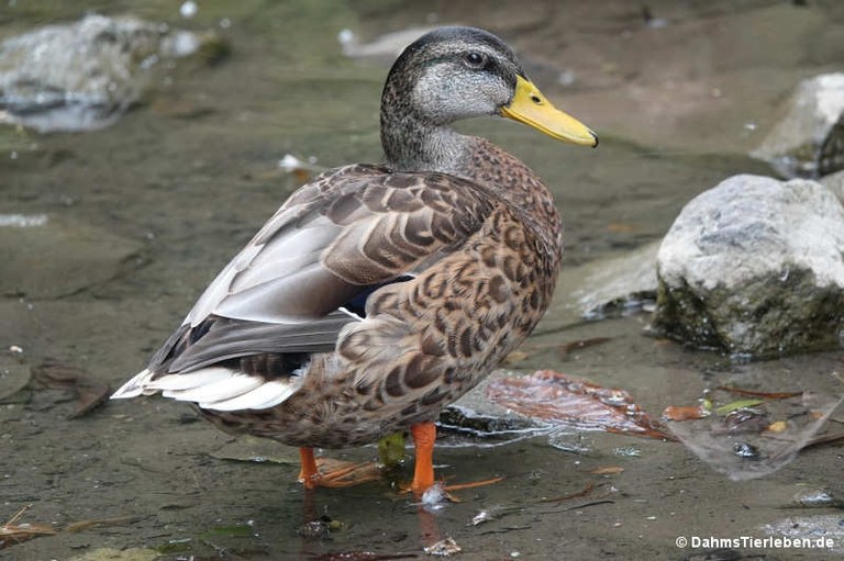 Anas platyrhynchos