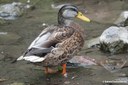 Anas platyrhynchos