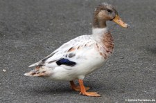 Stockente (Anas platyrhynchos platyrhynchos) im Lindenthaler Tierpark, Köln