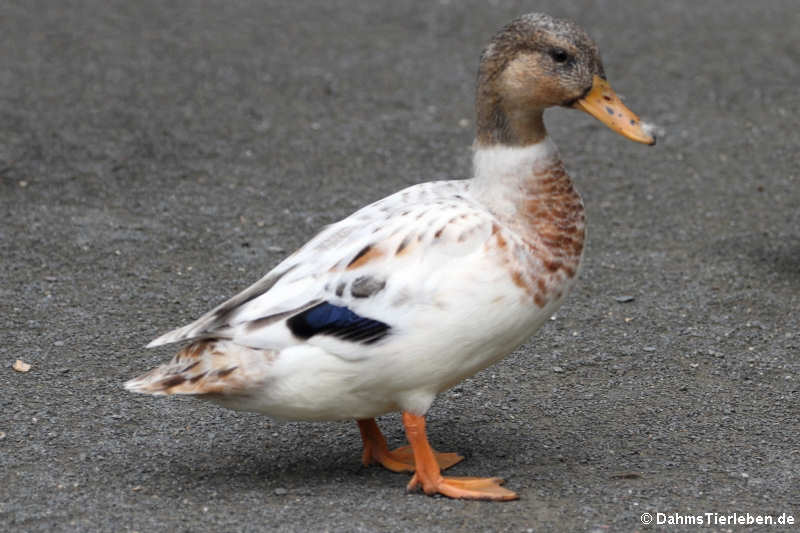 Stockente-5