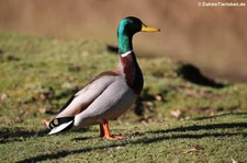 männliche Stockente (Anas platyrhynchos platyrhynchos) im Lindenthaler Tierpark, Köln