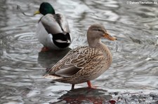 Stockenten (Anas platyrhynchos) im Lindenthaler Tierpark, Köln
