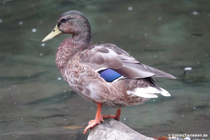 Stockente-6
