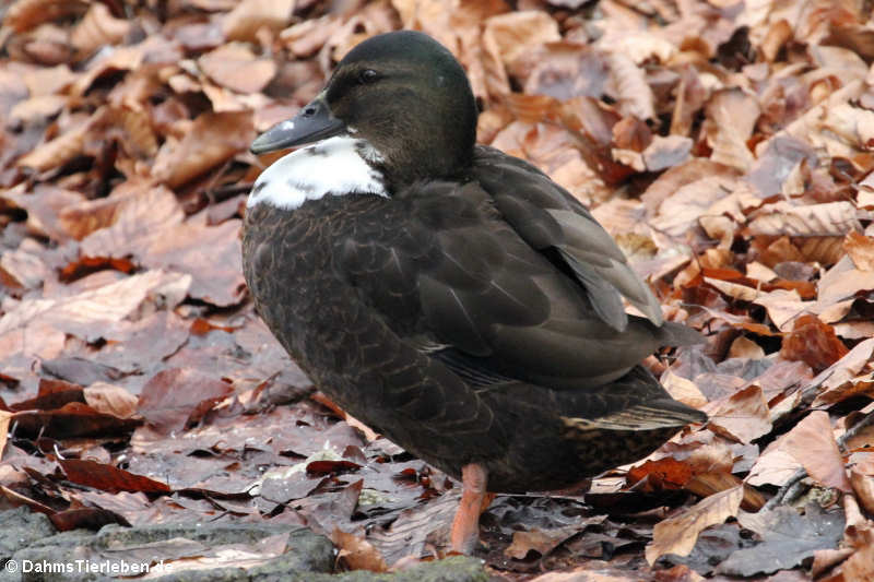 Stockente (Anas platyrhynchos)