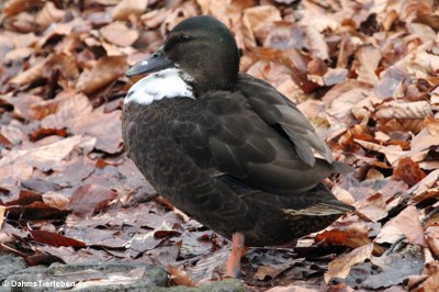 Stockente (Anas platyrhynchos)