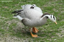 Streifengänse (Anser indicus) im Lindenthaler Tierpark, Köln